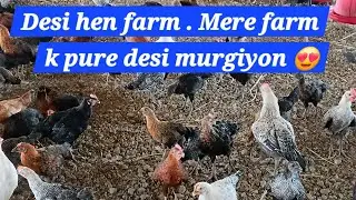 Desi hen farm . Mere farm k pure desi murgiyon 😍