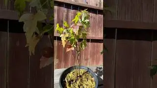Trident maples starting to change color #bonsai #prebonsai #acerbuergerianum #autumn #fall #fyp