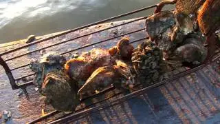 Preservation of the Forgotten Coast: Life Cycle & Enviroment of Oysters in Franklin County Florida