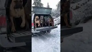 Cane Corso Best Moments