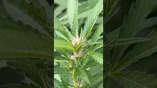 Planta de Cannabis con Pistilos Rosas y Morados | Pink Candy, Fancy #shorts
