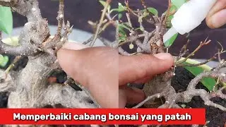 Memperbaiki cabang bonsai yang patah 
