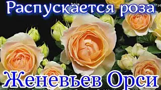 Как распускается роза Женевьев Орси  - Genevieve Orsi (Jackson&Perkins США)