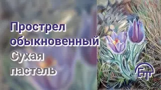 Прострел обыкновенный. Сухая пастель.