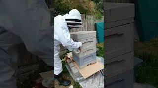 quick look after #demaree #split #rock #viralvideo #beekeeping #honey #bee #bees