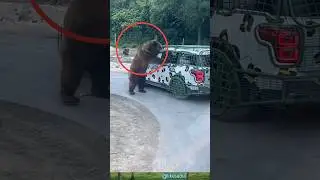 Bear sound//Tourist Faced with a bear on road #likesadia #animals #beautifulscenery #bear 👍