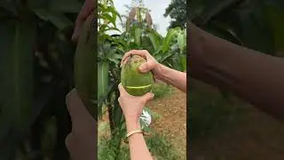 Delicious Mango Cutting Skills #fruit #fruitcutting #mango #foryou #shorts