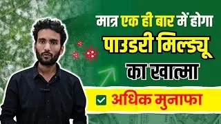 सरसों में सफेद रतुआ रोग का इलाज | Mustard White Rust Control सफ़ेद रोली की दवा  | rust control tips