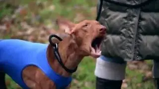 Dog passion planet -Планета собачьих страстей