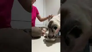 Hypho Royal canine