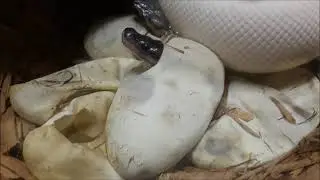Panda Pied Ball Python! My Journey to create the Panda