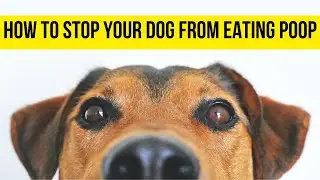 How to Stop Your Dog from Eating Poop: 7 Home Remedies
