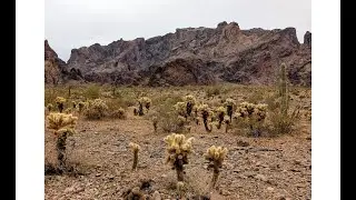 13 Feb 2025 - Kofa Queen Canyon Trail