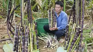 Simple Farm Life Alone : Harvest Purple Sugarcane to Sell at the Market - Pet Care | Solo Survival