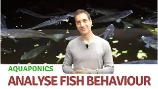 Analyse fish behaviour in Aquaponics