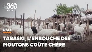 Mali: à mouton engraissé pour la Tabaski, poche vidée