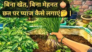 आज छत पर लगाई प्याज 🧅🌱अब बाजार की महंगी प्याज से छुट्टीघर की ताजी, साफ और केमिकल-फ्री प्याज ✨