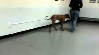 Dog Training, Toms River NJ - Basic Obedience Class 