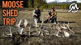 В ПОИСКАХ РОГ ЛОСЯ | #SHEDCRUSH EP6