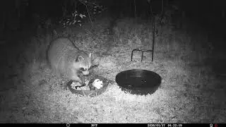 Trail Cam 2026 JAN 17