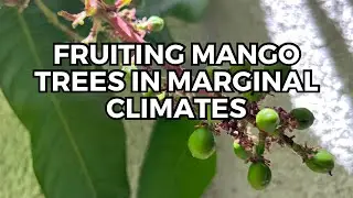 Fruiting a Mango Tree in Northern California