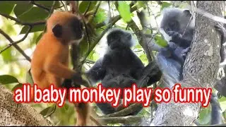 all baby monkey play so funny|silver leaf monkey #120|wildlife99#120