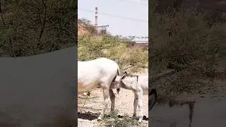 Donkey Kid Feeding |#pet #animals #donkey #donkeyfarm #donkeybaby #trending #ytshorts #viral #shorts