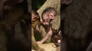Monkey Math Skills | Amazing Monkey Intelligence Facts #Shorts