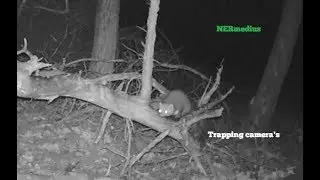 Collected camera trap footage of wildlife, including martens. A compilation video.