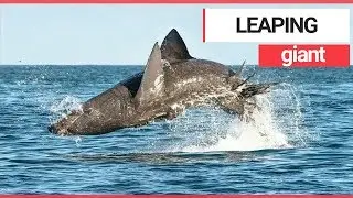 Basking shark filmed leaping out of the water off the Irish coast | SWNS TV