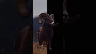Do You Know The Name Of This Animal #shorts #sheep #animalshorts #animals