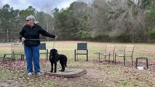 Yaffah - leash work + place intro