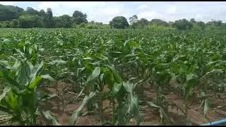 plantio de milho com  UHF da fertine.