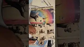 @collagesoup Petnanigans book flip through.               Music by @FiveTimesAugust 