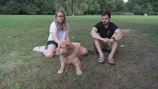 Život na dvou kolech - hovawart Loki