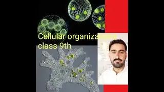 Cellular organizations class 9th Biology 