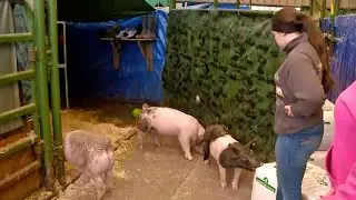 Pigs Saved from School Barn Fire in Santa Rosa
