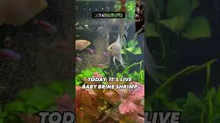 Feeding The Angelfish Aquarium Live Baby Brine Shrimp Tropical Fish Tank Boesemans Rainbowfish