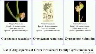 List of Angiosperms of Order Brassicales Family Gyrostemonaceae Codonocarpus orderbrassicales Dan