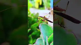 Flying is a grasshopper, a common type of jumping insect found in diverse habitats.