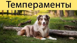 Всё о темпераментах. Существует 5-ый тип темперамента! || ДРЕССИРОВКА СОБАК || 