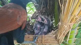 anak bubut merasa nyaman sekali tonton sampai selesai