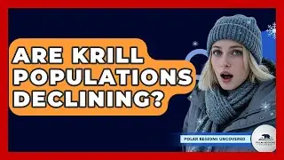 Are Krill Populations Declining? - Polar Regions Uncovered