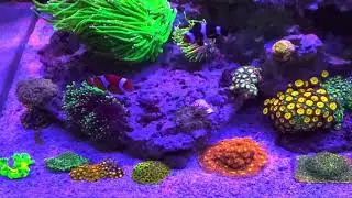 Reef tank update with Chemiclean and colorful coral