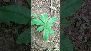Interesting beautiful rhododendron sprout in forest Интересный красивый росток рододендрона в лесу