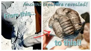 An ancient 460.000.000 year old trilobite revealed!
