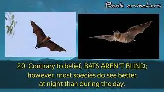 35 Facts of Animals after Dark