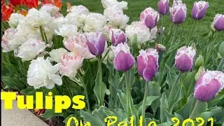 The tulips flowers fest 2021 here at Pella, Iowa.