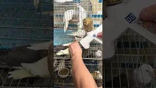 The product of Qiguai must be a fine product, egg millet feeder, quack easy-to-use cockatiel Parrots