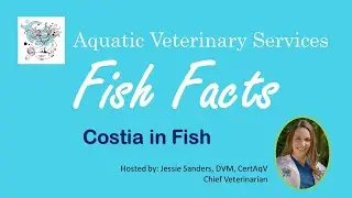 Costia in Fish